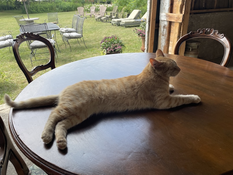 Tigger relaxing at J&M Farm Studio