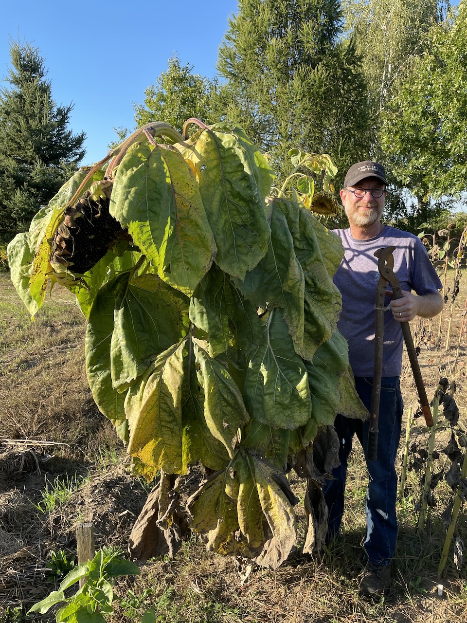Julian Stewart with award-winning Sunflower